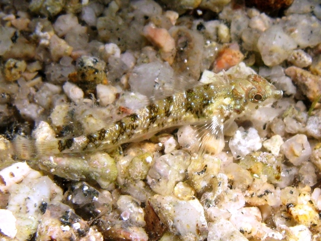 Tripterygion tripteronotus in livrea riproduttiva